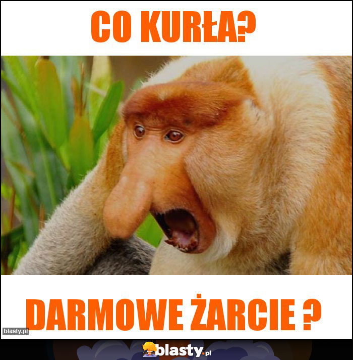 co kurła?