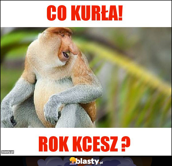 Co kurła!