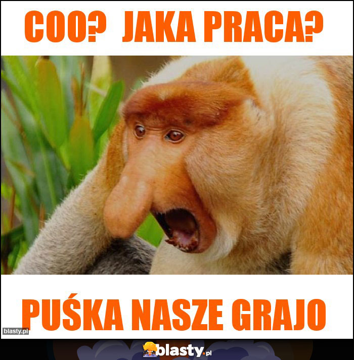 Coo?  Jaka praca?