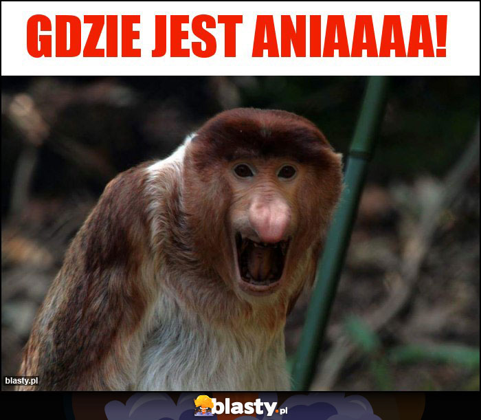 GDZIE JEST ANIAAAA!