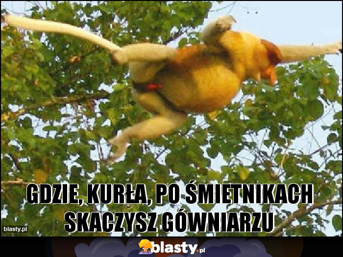 GDZIE, KURŁA, PO ŚMIETNIKACH SKACZYSZ GÓWNIARZU