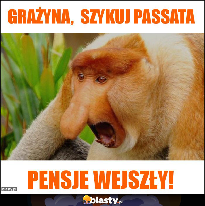 grażyna,  szykuj passata