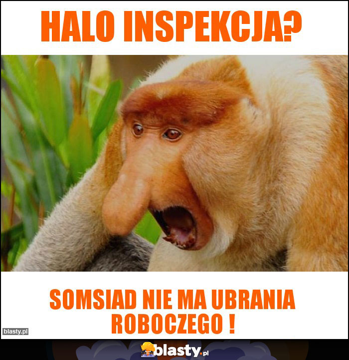 Halo inspekcja?