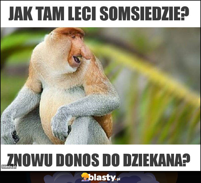 Jak tam leci somsiedzie?