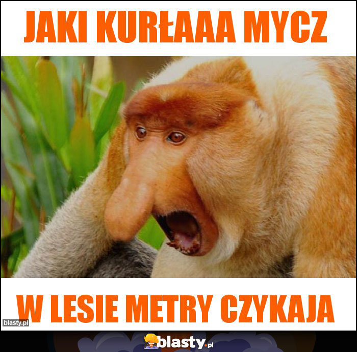 JAKI KURŁAAA MYCZ