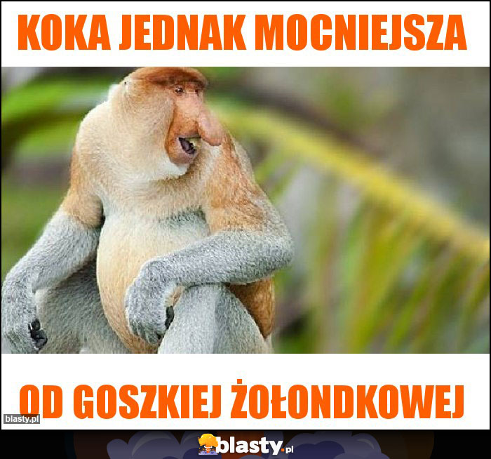 koka jednak mocniejsza