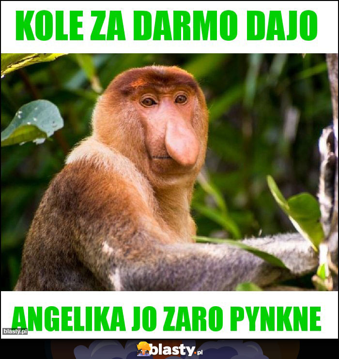 Kole za darmo DAJO