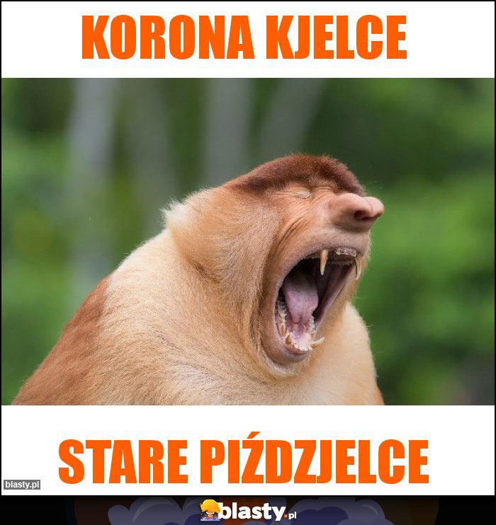 Korona kjelce