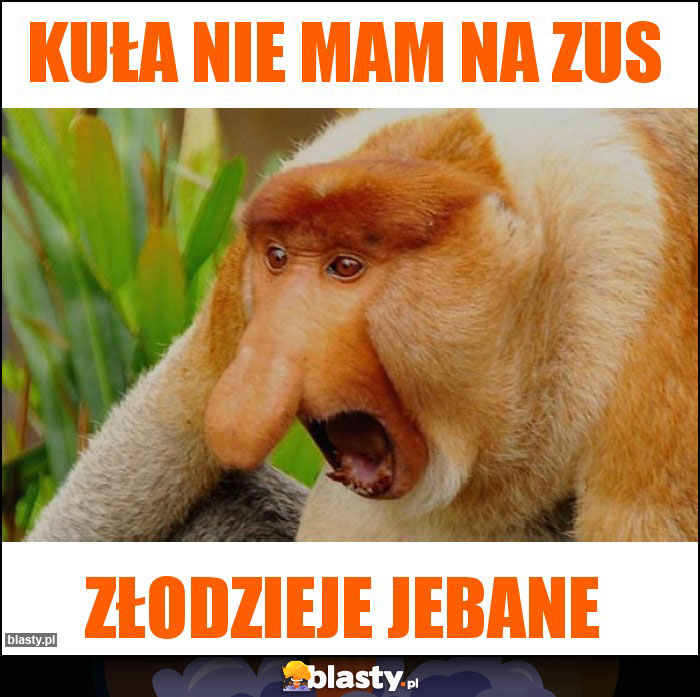 KUŁA NIE MAM NA ZUS