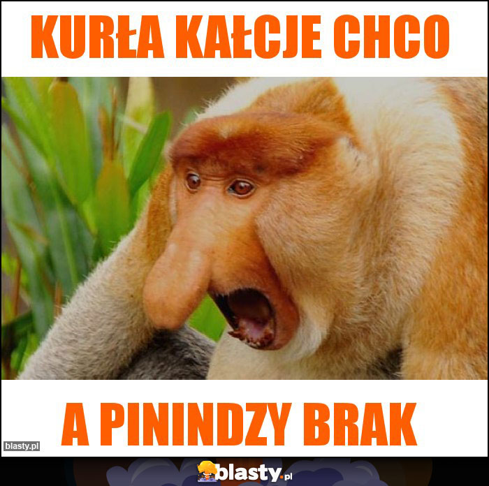 Kurła kałcje chco