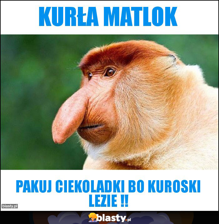 kurła matlok