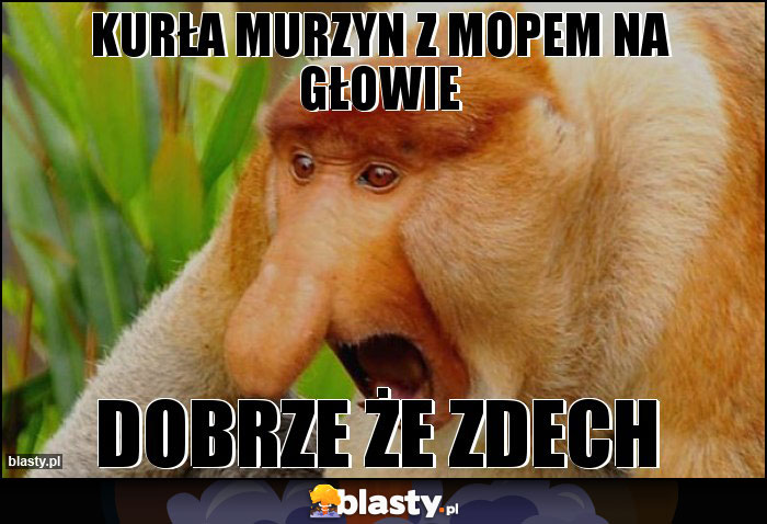 Kurła murzyn z mopem na głowie