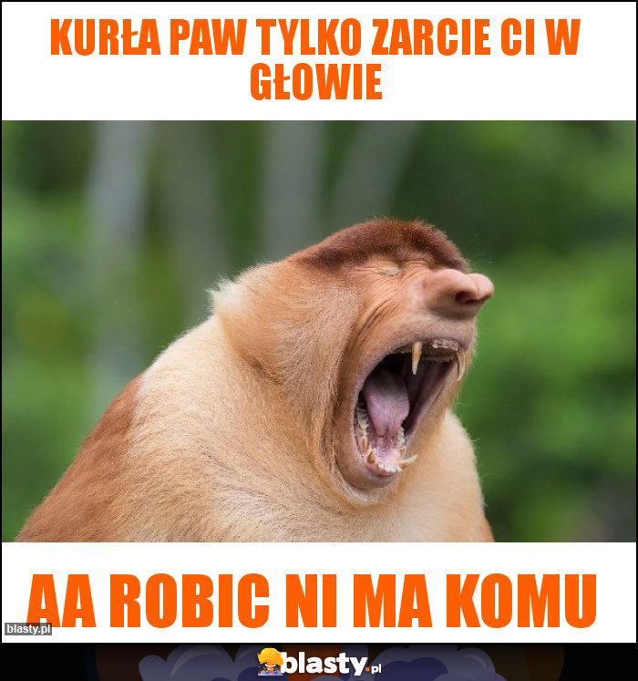 Kurła paw tylko zarcie Ci w głowie