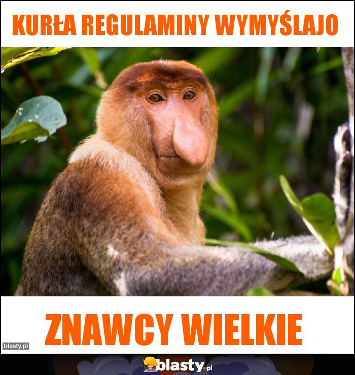 Kurła regulaminy wymyślajo