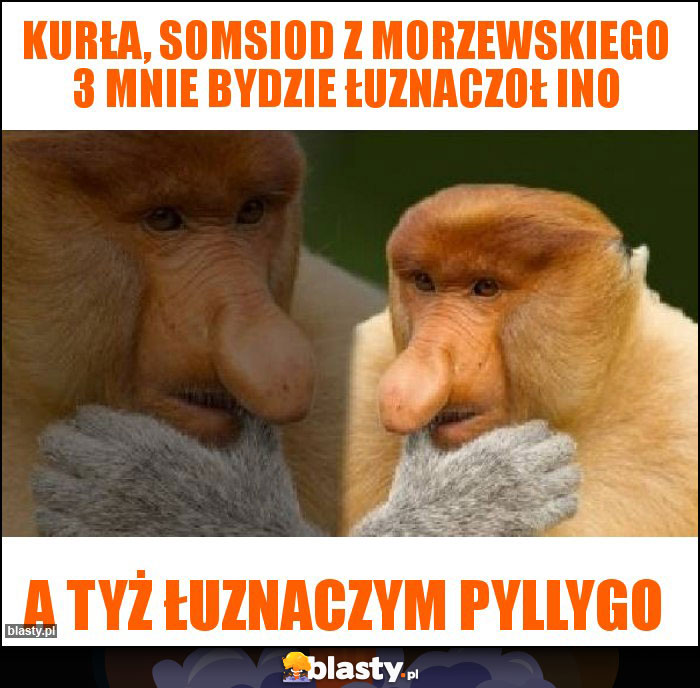 Kurła, somsiod z morzewskiego 3 mnie bydzie łuznaczoł ino