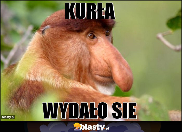 Kurła