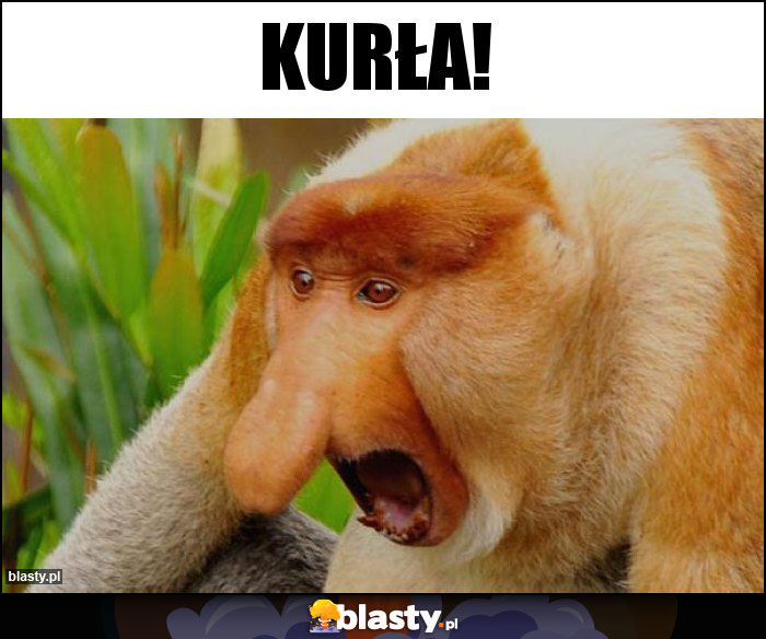 kurła!