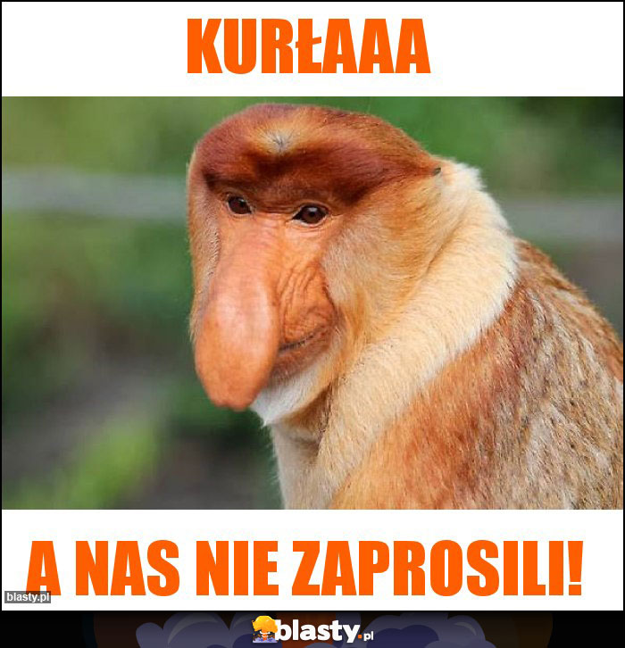 Kurłaaa