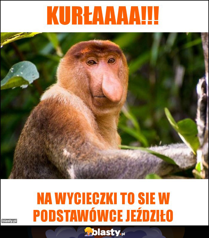 Kurłaaaa!!!