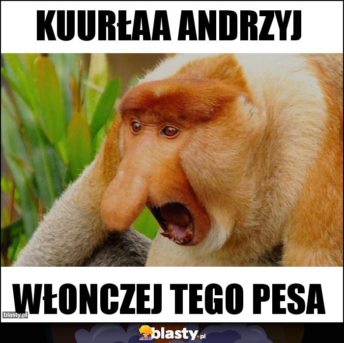 Kuurłaa andrzyj