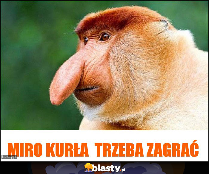 Miro kurła  trzeba zagrać