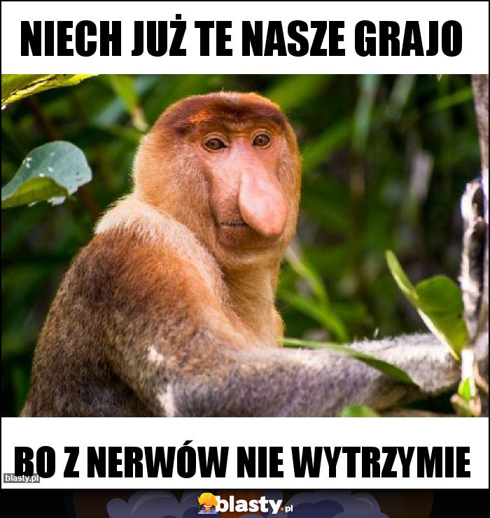 niech już te nasze grajo