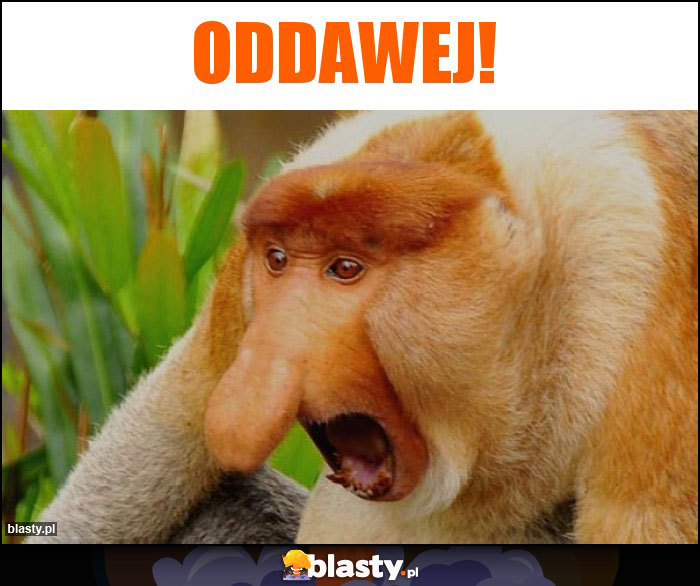 Oddawej!