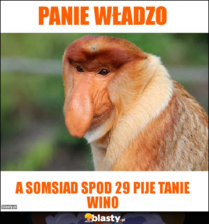 PANIE WŁADZO