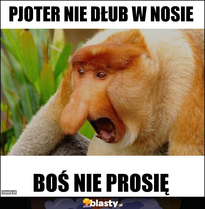 PJOTER NIE DŁUB W NOSIE