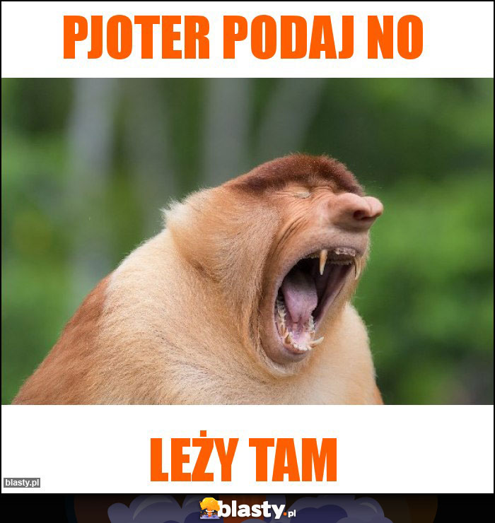 Pjoter podaj no