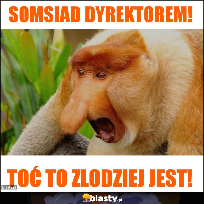 Somsiad dyrektorem!