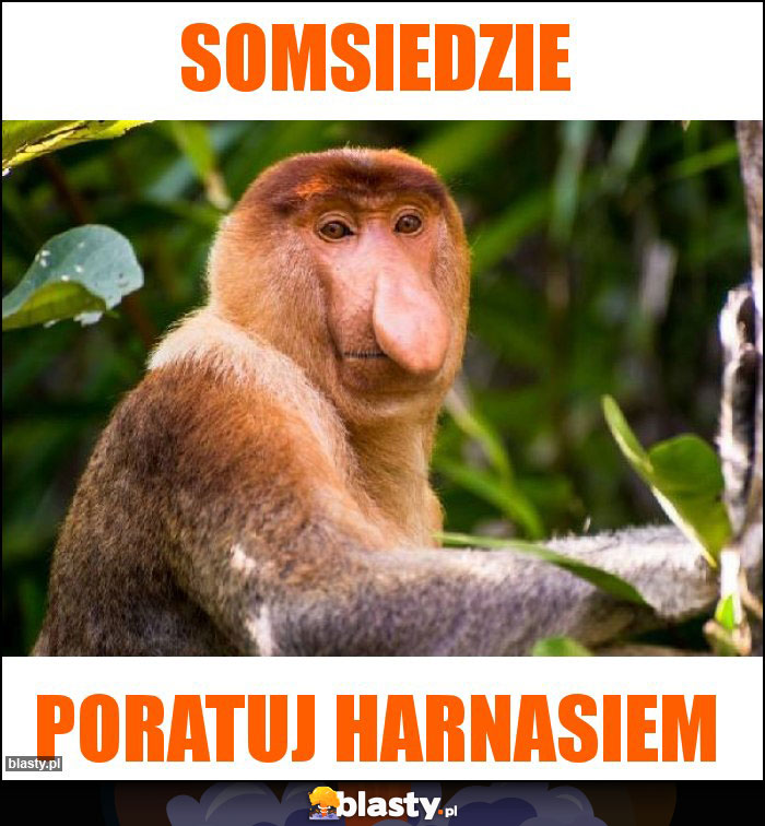 Somsiedzie