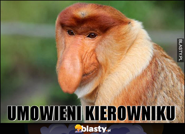 umowieni kierowniku