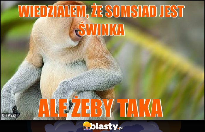 Wiedzialem, że somsiad jest świnka