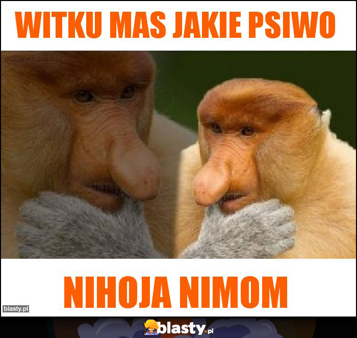 Witku mas jakie psiwo