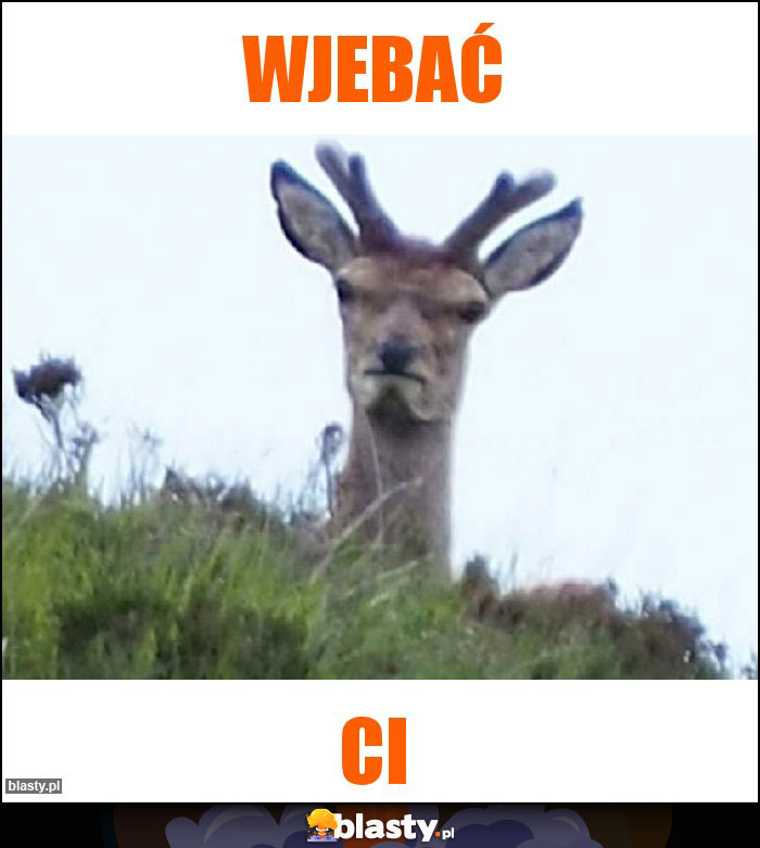 Wjebać