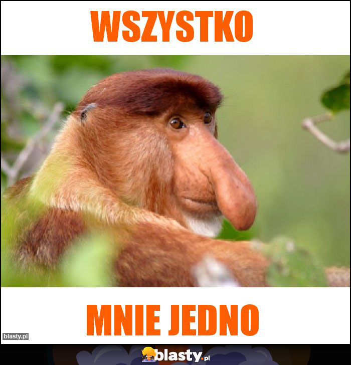 Wszystko