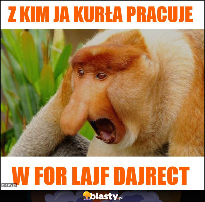 Z KIM JA KURŁA PRACUJE