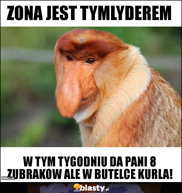 Zona jest tymlyderem