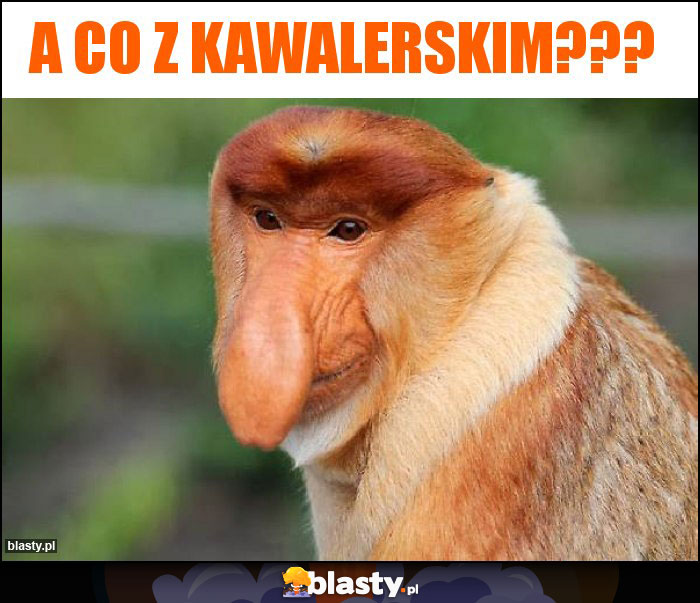 A co z kawalerskim???