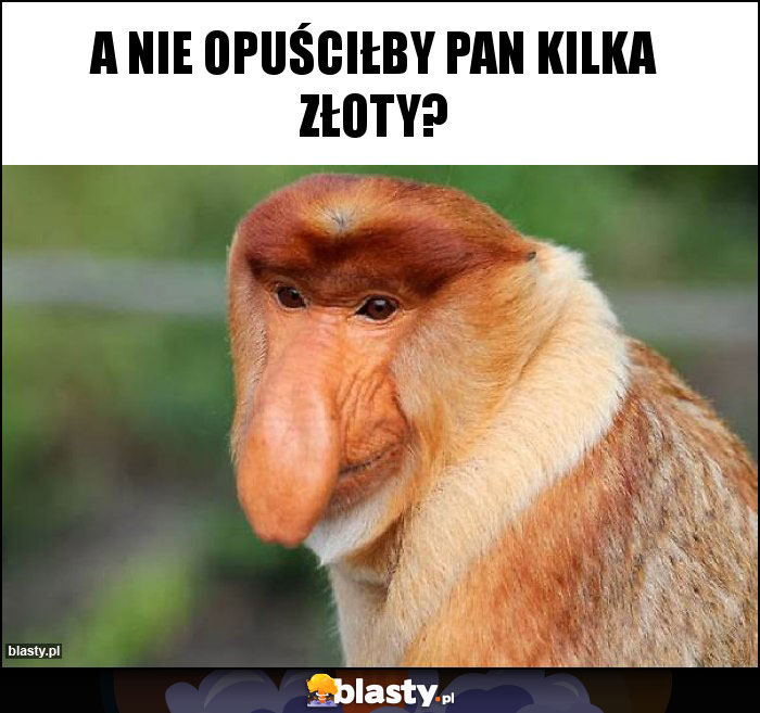 A NIE OPUŚCIŁBY PAN KILKA ZŁOTY?