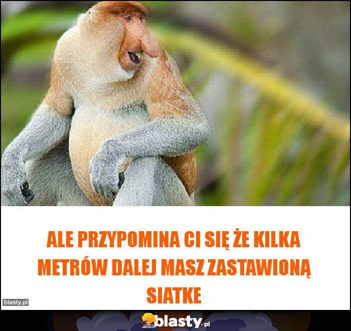 ale przypomina ci się że kilka metrów dalej masz zastawioną siatke