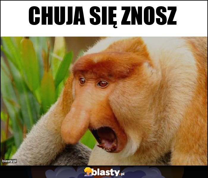 CHUJA SIĘ ZNOSZ