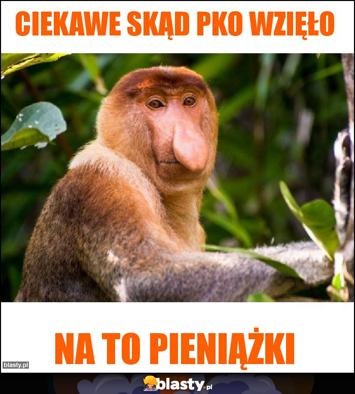 CIEKAWE SKĄD PKO WZIĘŁO