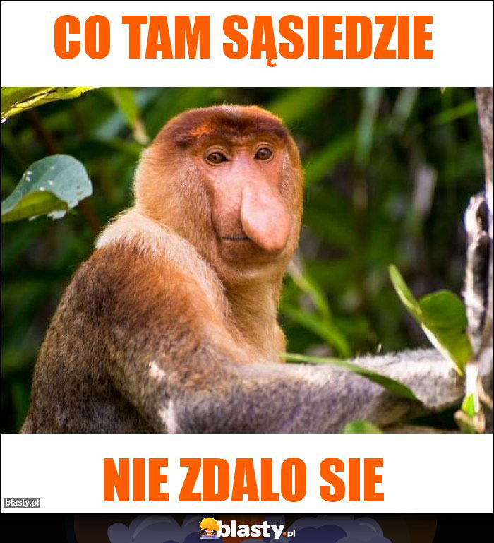 CO TAM SĄSIEDZIE