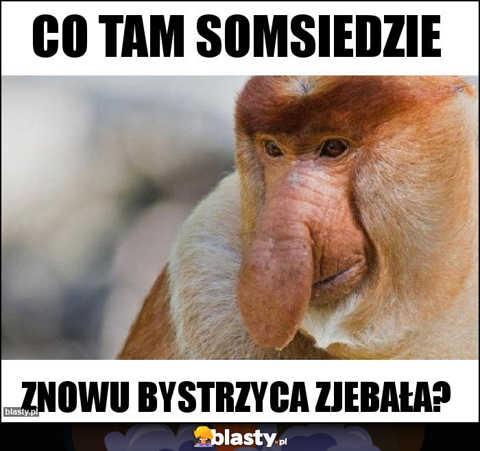 Co tam somsiedzie