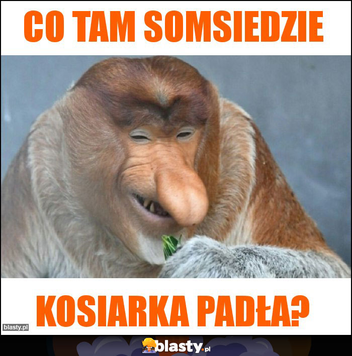 CO TAM somsiedzie