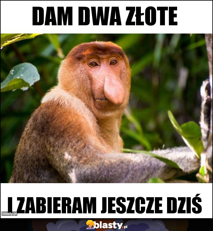 Dam dwa złote