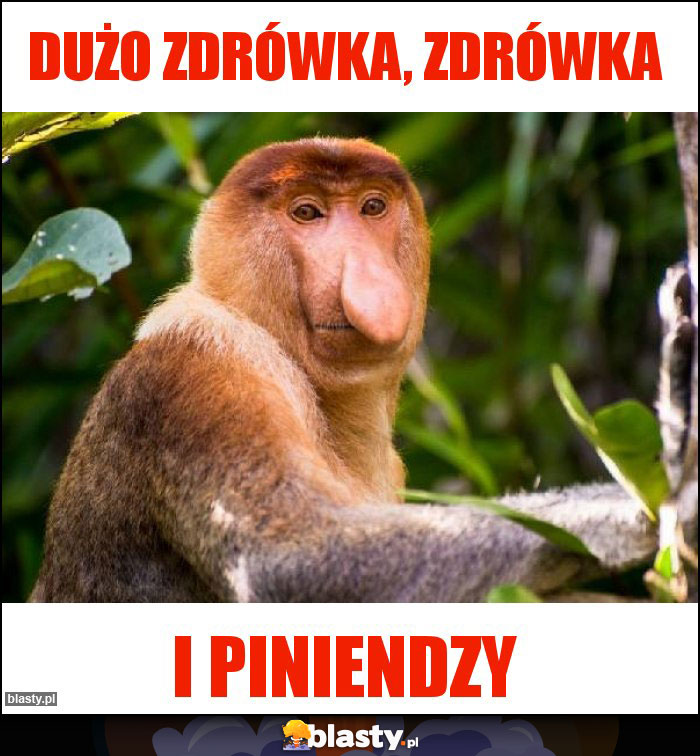 Dużo Zdrówka, Zdrówka