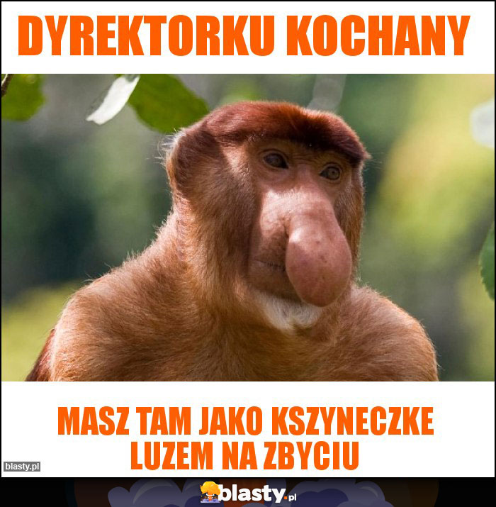 Dyrektorku kochany